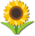 Sunflower Emoji Domain For Sale
